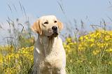 LABRADOR 395